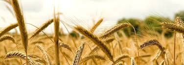 God Sifts His Wheat – The Octavius Winslow Archive