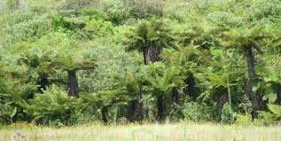 Image result for Cyathea dregei