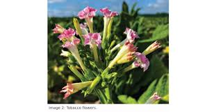 Image result for Nicotiana tabacum