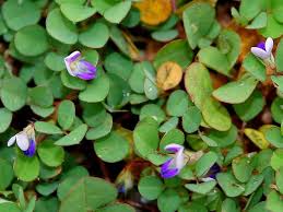 Image result for Desmodium incanum