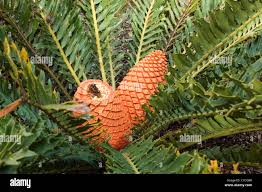 Image result for Encephalartos lebomboensis