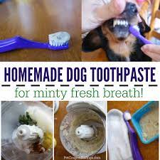 Homemade Dog Toothpaste For Minty Fresh Breath Pet Coupon Savings