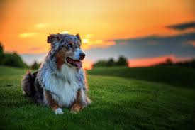 , xpx free dog wallpaper for laptop 1024×683. 4k Dog Wallpapers Top Free 4k Dog Backgrounds Wallpaperaccess
