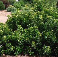 Image result for Myrica pilulifera