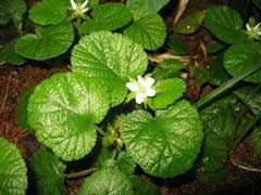 Image result for Rubus pinnatus