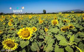Bunga yang satu ini selalu menghadap matahari, dan bentuknya juga seperti matahari dan menghasilkan makanan ringan yang gurih sekali. Mengunjungi Sunflower Field Di Lopburi Thailand The Story Of Lynn
