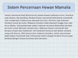 Pada hewan memamah biak, gigi seri mempunyai fungsi khusus untuk menjepit makanan dalam hal ini tumbuhan. Sistem Pencernaan Makanan Ppt Download