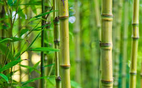 .tumbuhan tersebut adalah a.1.geragih 2.rimpang 3.umbi batang b.1.geragih 2.tunas 3.umbi lapis c.1.rimpang 2.geragih 3.umbi batang d.1.rimpang 2.geragih 3.umbi ingin bergabung dengan brainly? Cara Berkembang Biak Bambu Referensi Bebas