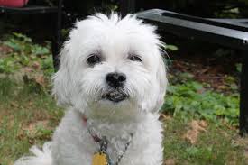 Dyckman Farmhouse Museum (@dyckmanfarmhouse) · Instagram 照片和视频