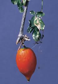 Image result for Momordica repens