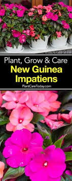 New guinea impatiens sun burn. Flowers New Guinea Impatiens