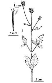 Image result for Bidens pilosa