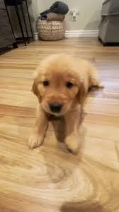 Meet Luna 🥰 #goldenretriever #puppy