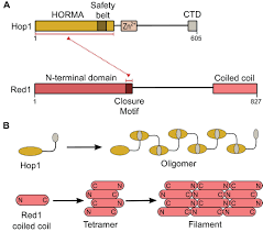 Image result for Meiosperma debile