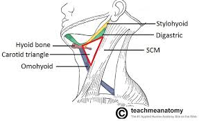 Browse or search in thousands of pages or create your own page using a simple wizard. Anterior Triangle Of The Neck Subdivisions Teachmeanatomy