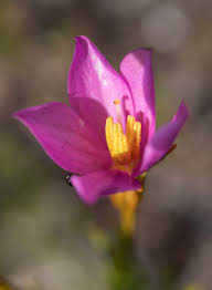 Image result for Chironia