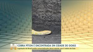 Píton encontrada no meio da rua em uma cidade de Goiás vai ser levada para zoológico