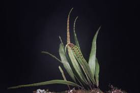 Image result for Pleopeltis  × simiana