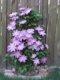 Clematis gefüllt zum kleinen preis hier bestellen. Pin By Blanca Roman On Val S Garden Clematis Vine Clematis Creeping Vines