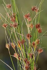 Image result for Rhynchospora brevirostris