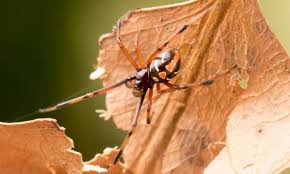 Black widows is produced by moskito television, a finnish company, and while the production team is mainly finnish, the cast and directors are scandinavian. Citizen Scientists Show Black Widows Creeping North In Canada Smart News Smithsonian Magazine