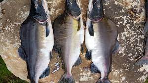 Pukkellaks (oncorhynchus gorbuscha) er som kjent en fremmed art som er uønsket i norske vassdrag. Hvordan Blir Pukkellakssesongen Norske Lakseelver
