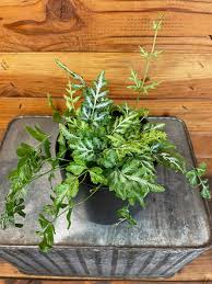 Image result for Pteris