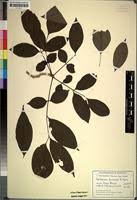 Image result for Markhamia zanzibarica