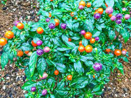 Ornamental pepper care is easy, and you can expect fruit from mid spring until fall. How To Grow Ornamental Peppers