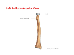 Check out our radius bone selection for the very best in unique or custom, handmade pieces from our shops. The Skeletal System Labelling The Bones Ppt Video Online Download