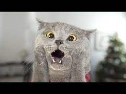 Cat Left Home Alone Cat Biting Funny Cat Pictures Funny Cats In Water