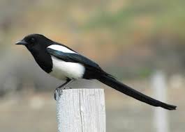 Identification Small Birds Of Colorado Black Beaked Magpie Seen