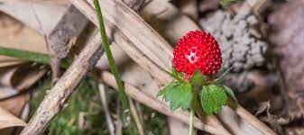 Best edible berry bushes for landscaping. Mock Strawberries Dave S Garden