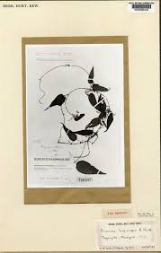 Image result for Dioscorea schimperiana