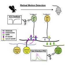 Spontaneous Activity Of Solitary Dopaminergic Cells Of The Retina | Journal  Of Neuroscience