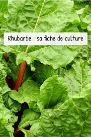 Rhubarbe Un Delicieux Legume Acidule Fiches Pratiques Du Jardin En 2020 Rhubarbe Cultiver Potager