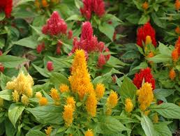 Image result for Celosia argentea