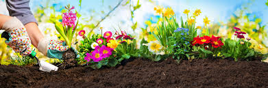 I'm here to teach you how to plant valheim seeds, help you find more, and outline how to craft the cultivator tool, which is essential for sowing carrots, turnips, and. What Is The Best Soil For Flowers Soil For Growing Flowers Turf Online