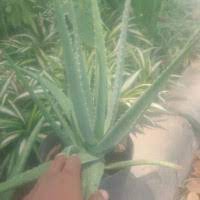We did not find results for: Jual Lidah Buaya Di Sumatera Utara Harga Terbaru 2021