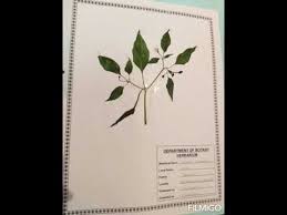 Intermediate Botany Herbarium Sheets Youtube Herbarium Sheet Botany Herbarium
