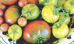 Green zebra plants generally take about 75 days to ripen after the seedling is transplanted into the outdoor garden. Gardening Grow Your Own Tomatoes Newspaper Dawn Com