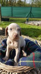 Portee De 10 Chiots De Race Braque De Weimar Cotee 5 Acheter Un Chiot Braque De Weimar Poil Court 77 Seine Et Mar Braque De Weimar Chien Acheter Un Chiot