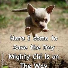 Best ★chihuahua quotes★ at quotes.as. 520 Chihuahua Quotes Ideas Chihuahua Chihuahua Quotes Chihuahua Love