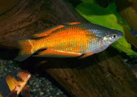 Melanotaenia Parva Google Search Rainbow Fish Aquarium Fish Freshwater Fish