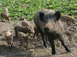 Wildschwein Auf Dem Weg So Verhalt Man Sich Richtig Berlin De