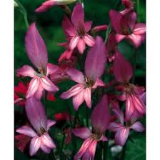 Image result for Gladiolus zambesiacus