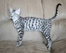 Savannah House Cat Breed Pictures & Info | petMD | PetMD