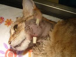 Свищ у кошки