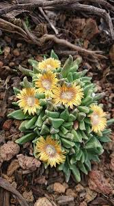 Image result for Nananthus aloides