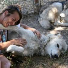 Maybe you would like to learn more about one of these? Whar Wolf Rescue Founder Bitten By Wolf Paso Robles Daily News